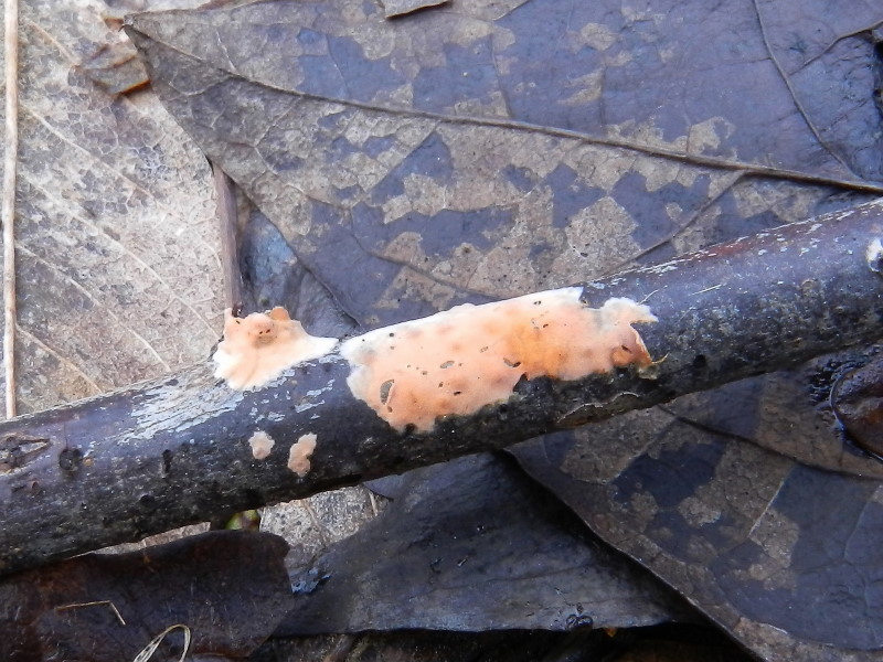 Crosta rosa-arancio (Peniophora incarnata)